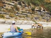 Des chèvres sauvages sur les bords de l'Ardèche lors d'une balade en Canöe