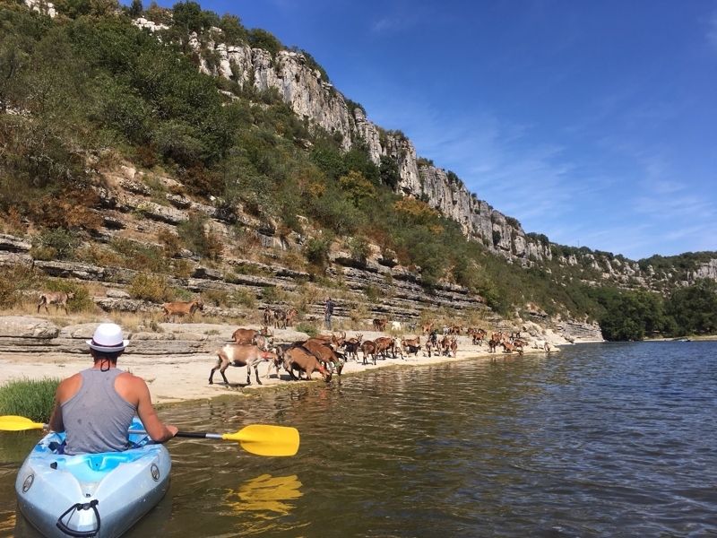 rencontre avec les chèvres d'ardèche en Canoës kayak à Ruoms en Ardèche sur la rivière ardeche au départ de rosières pour une descente de l'ardeche familliale en canoë ou en kayak
